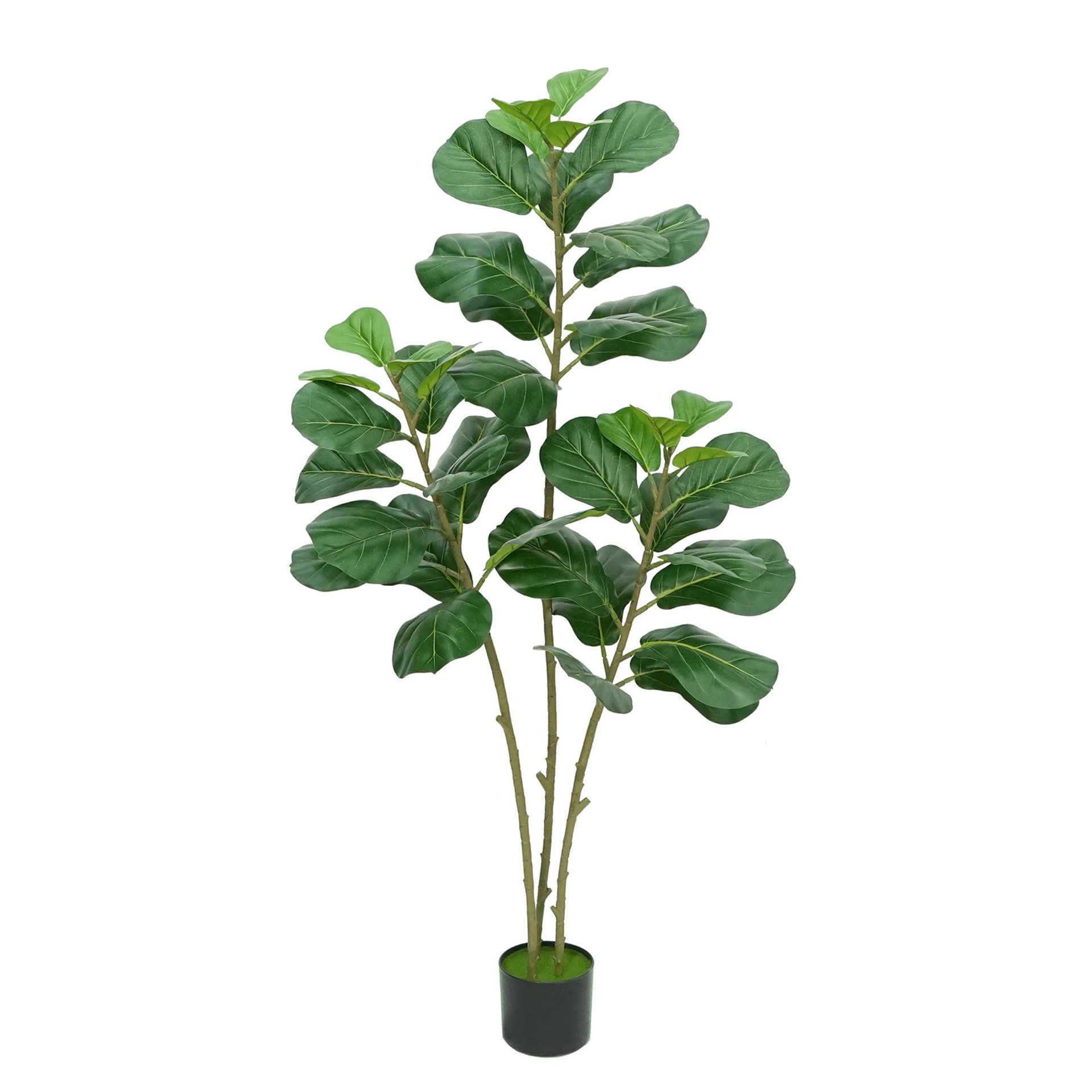 ficus de 150 cm