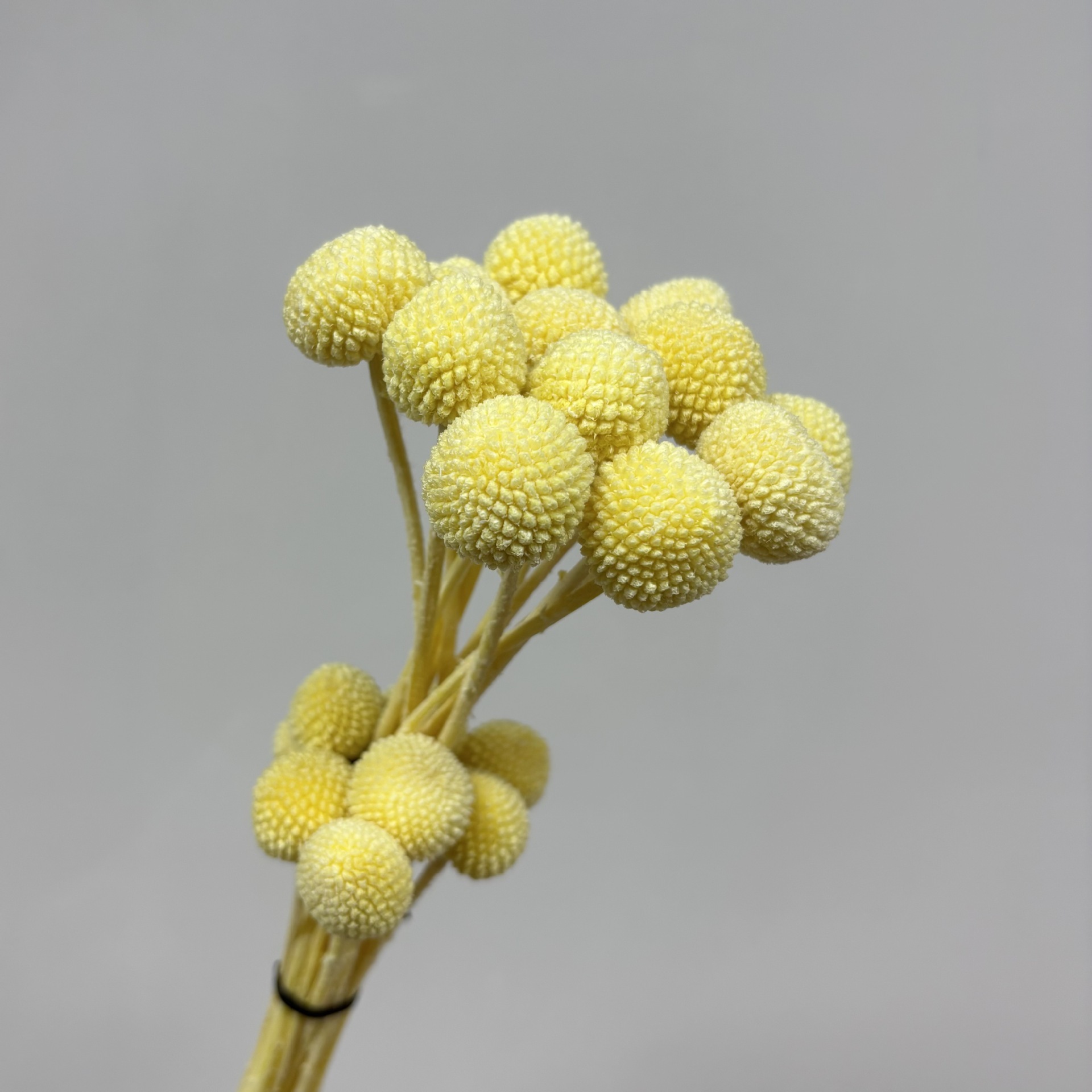 Light Yellow