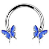 Steel-colored sky-blue butterfly