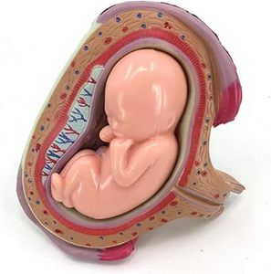 KyrenMed 8PCS Set <strong>Fetus</strong> Development Model Embryonic Fetal Development Model <strong>Human</strong> Pregnancy Embryo Formation Process Model - Product Image 4