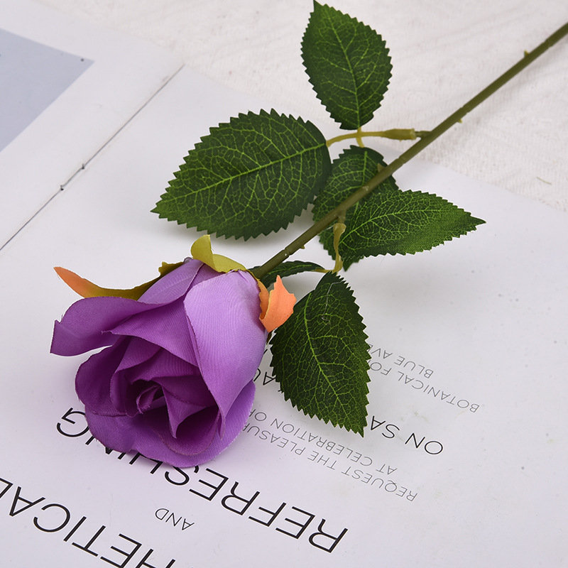 Rose de la Montagne des Neiges (violet)
