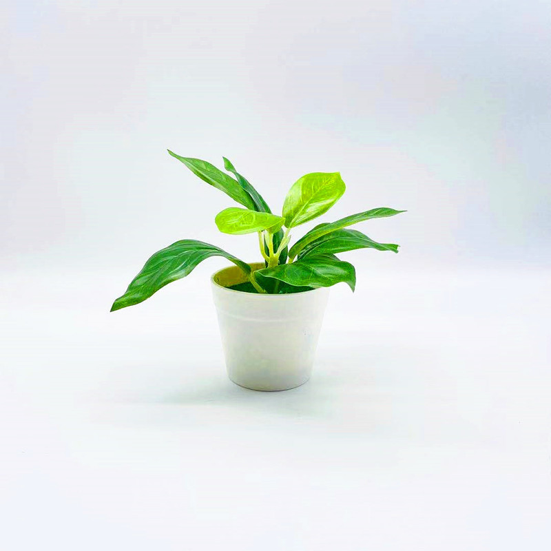 Petite plante en pot avec des feuilles de pothos