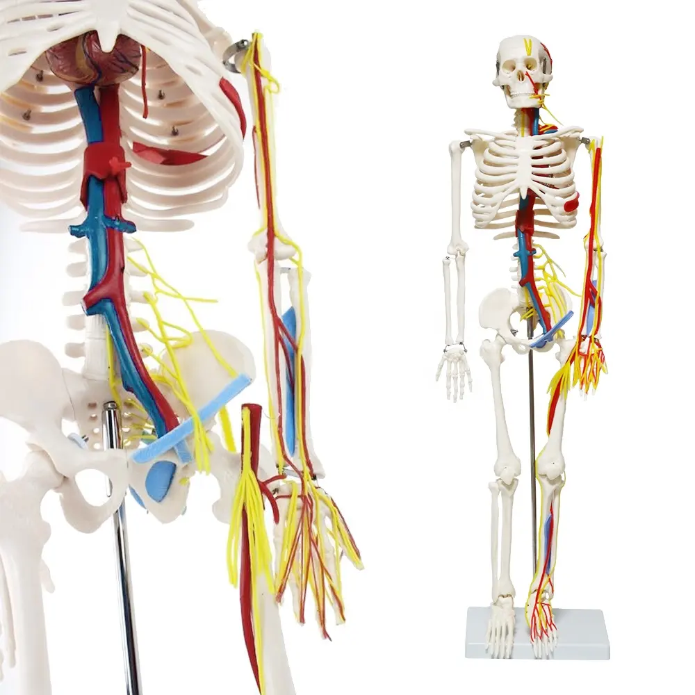 FRT013 scheletro umano 85cm con arteria e vena su un lato muscoli intercostali del corpo e modello anatomico del cuore
