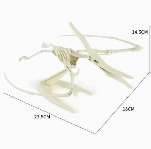 TXMR-633 Large-sized skeleton (pterosaur)