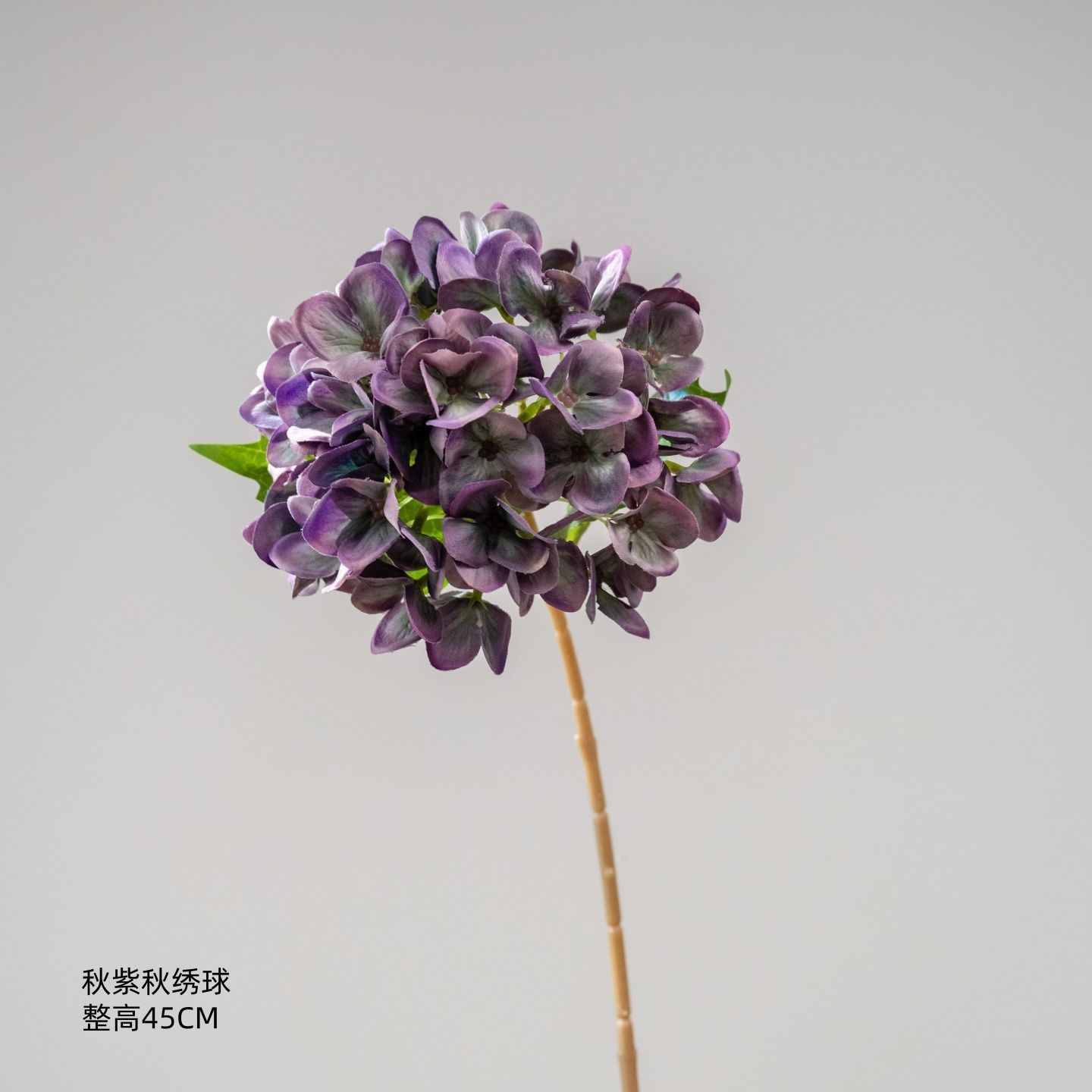 Hydrangée violette d'automne