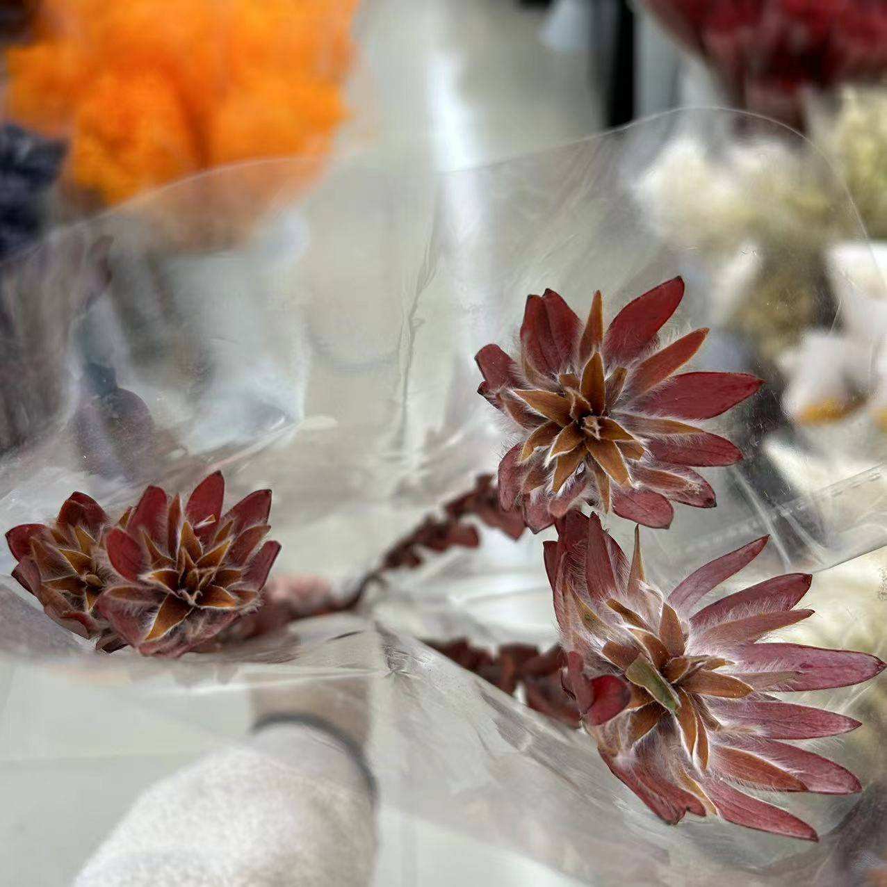 ชนะสีแดง