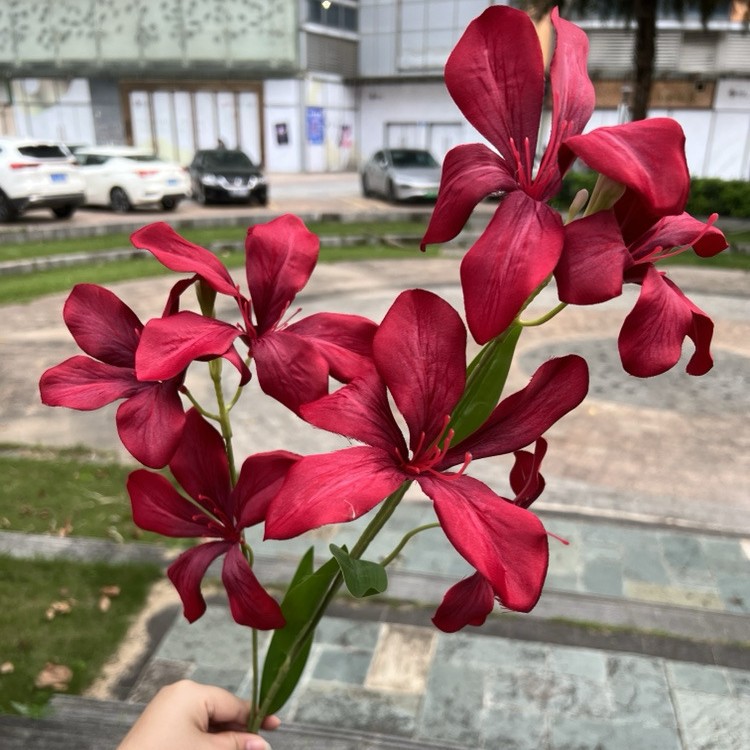 Orchidée flamme rouge