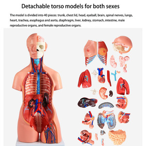 2025 New KRC Medical Science 85 cm Tri-sex Trunk Teaching Model <strong>Human</strong> Anatomical Torso Model <strong>Human</strong> Torso Anatomical Model - Product Image 3