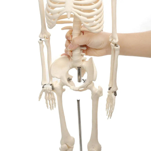 85cm PVC <strong>Human</strong> Body Model Anatomical Skeleton Model for Medical Science Training for Medical Schools and Students <strong>Human</strong> Spine - Product Image 5
