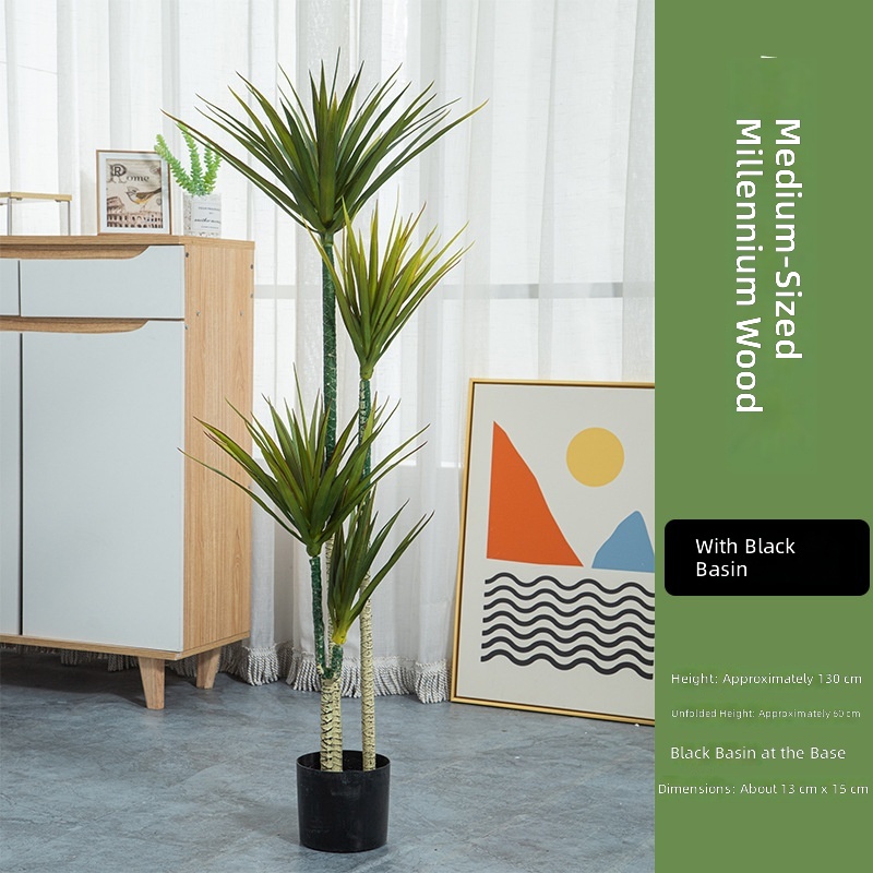 Bois de fer millénaire moyen 130 cm
