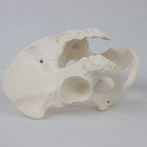 Insan iskelet modeli PVC erkek Pelvis modeli tıp bilimleri İnsan anatomisi Model beyin - Product Image 4