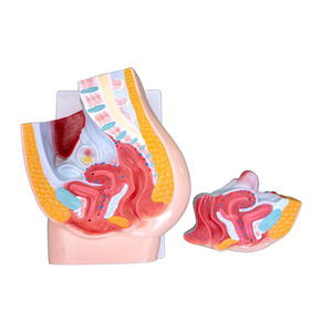 กระดูกเชิงกรานหญิงมนุษย์ส่วนกายวิภาครุ่น2ส่วน - Product Image 3