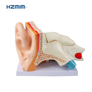 Okullarda ve hastanelerde tıp bilimleri eğitimi için orta kulak için anatomik PVC modeli - Product Image 2