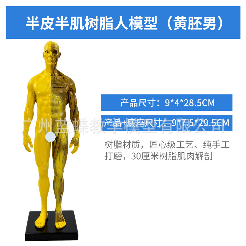 30CM Resin - Yellow - Male