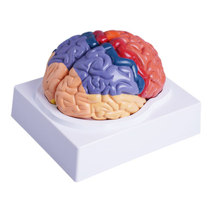 Lehrmittel mit abnehmbarer Farbe 1: 1-Anzeige Anatomische Farbe des Gehirns Funktions bereiche Farb hirn modell
