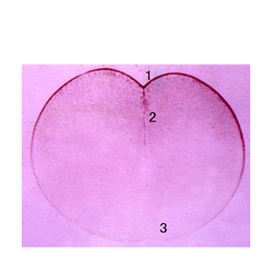 Bereidingsset-(Pak Van 10) Vissen, Kikkers En Amfibieën Bereid Glaasjes Microscoop - Product Image 6