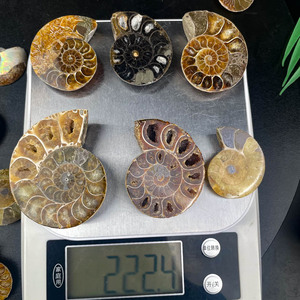 Fósiles de concha de piedra cruda Natural recién llegados, fósiles de amonita de rebanada brillante pulida para decoración del hogar - Product Image 6