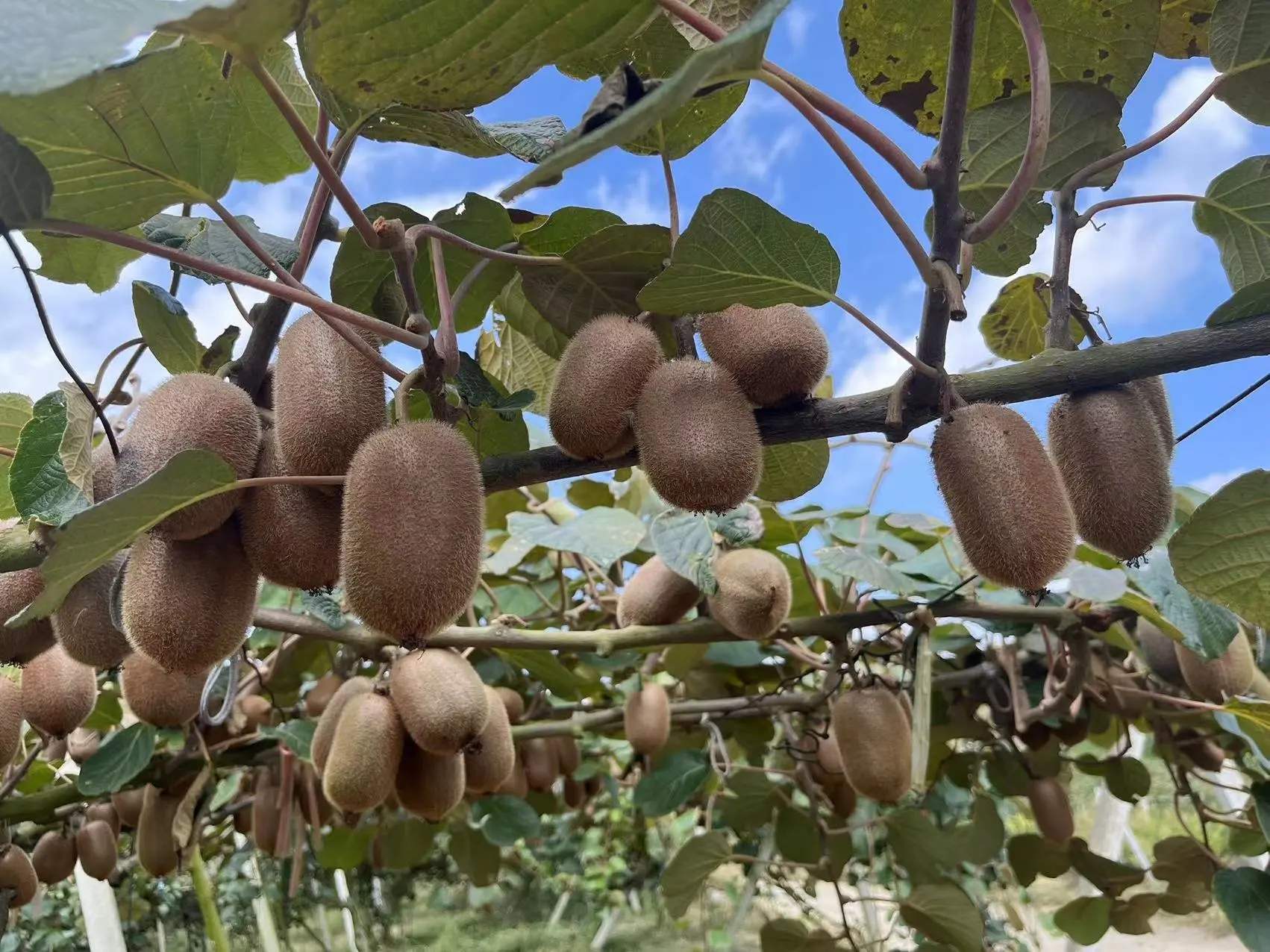 Melhor Qualidade Fabricante Agricultura Produtos Fertilizante solúvel em água fertilizante composto npk Com Embalagem Personalizada