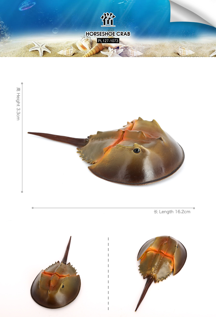 1073 Horseshoe Crab