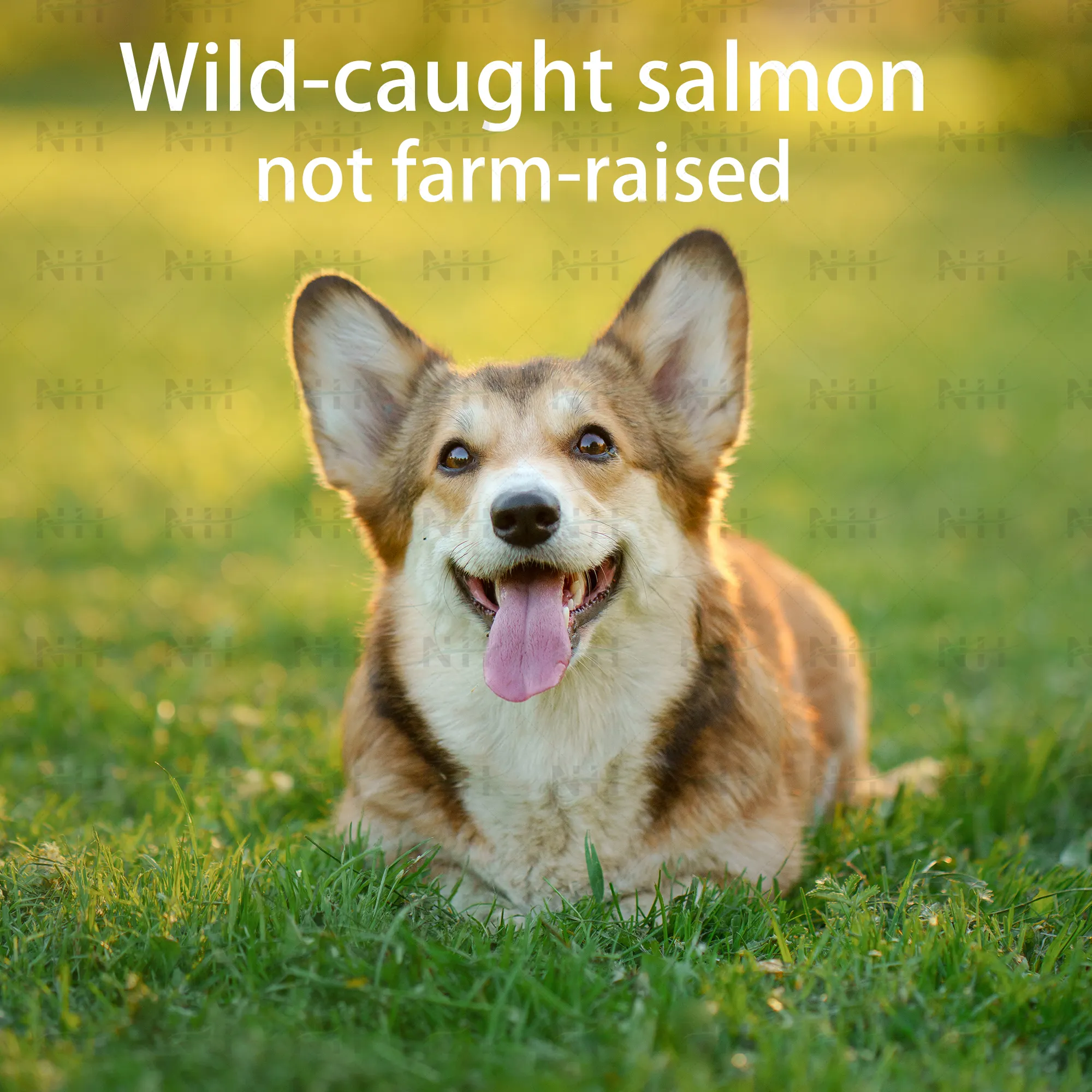 Venta caliente Pure Wild Alaskan Salmon Oil Dog Supports Skin and Coat Health