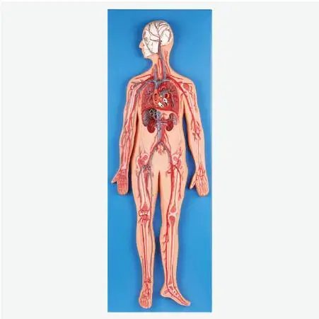 Modelo de Anatomía Humana, Sistema Circulatorio de sangre humana