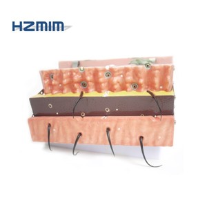 人体皮肤解剖结构模型 - Product Image 6