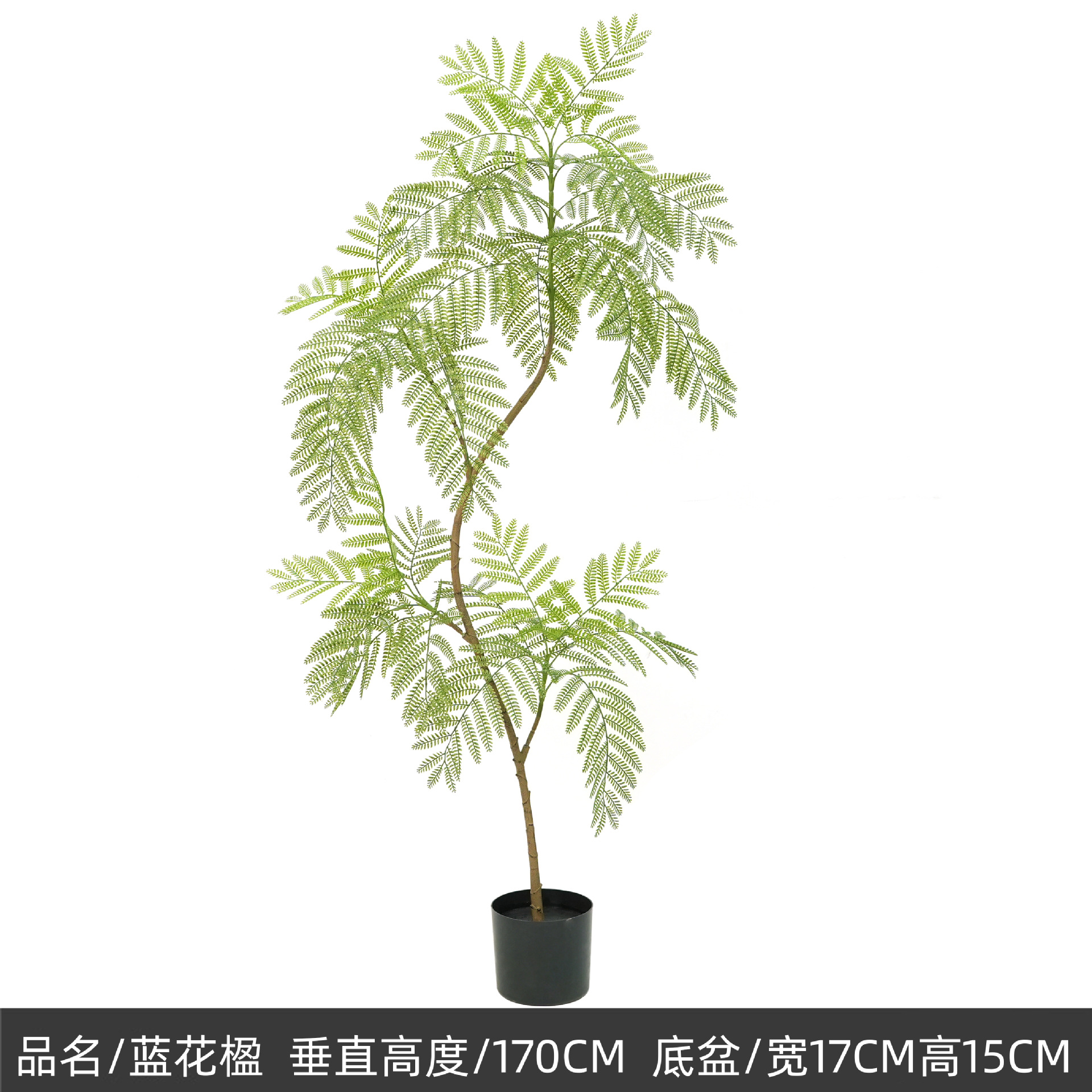 170cm jacaranda