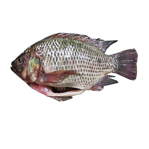活鱼贸易进口商Alimento De Tialpia <span class=keywords><strong>800</strong></span>-1000克<span class=keywords><strong>500</strong></span>-<span class=keywords><strong>800</strong></span>克非洲食品全黑罗非鱼