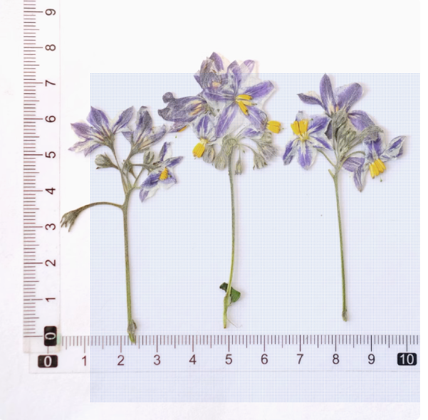 MH651-Branches sans Leaves-6pcs