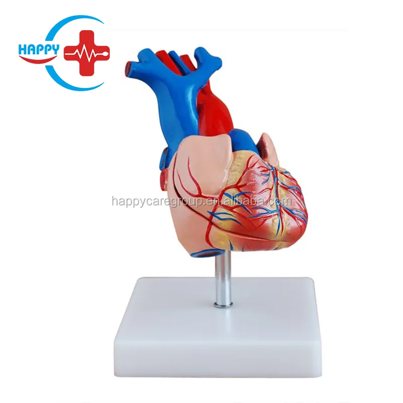 HC-S259 Modelo De Anatomia Do Coração Humano Modelo Anatômico Natural Do Coração Grande