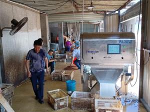 Ad alte prestazioni facile operazione CCD sensore baco da seta crisalis colore smistamento macchina colore selezionatrice macchina per la fetta di frutta - Product Image 3