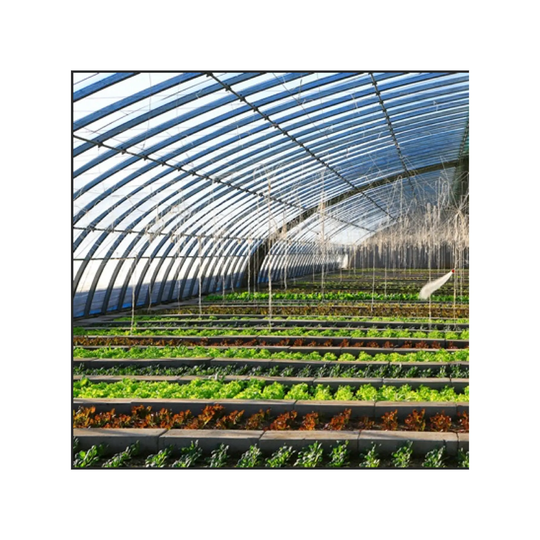 في مخزون المشاريع الزراعية الطماطم الزراعة المائية invernadero البيت الأخضر الدفيئة للبيع