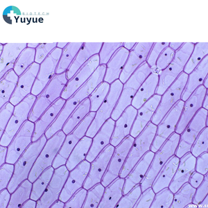 Portaobjetos de microscopio de muestra biológica Experimental, accesorio de sección de epidermis de cebolla, portaobjetos de vidrio para experimentos de ciencia médica - Product Image 1