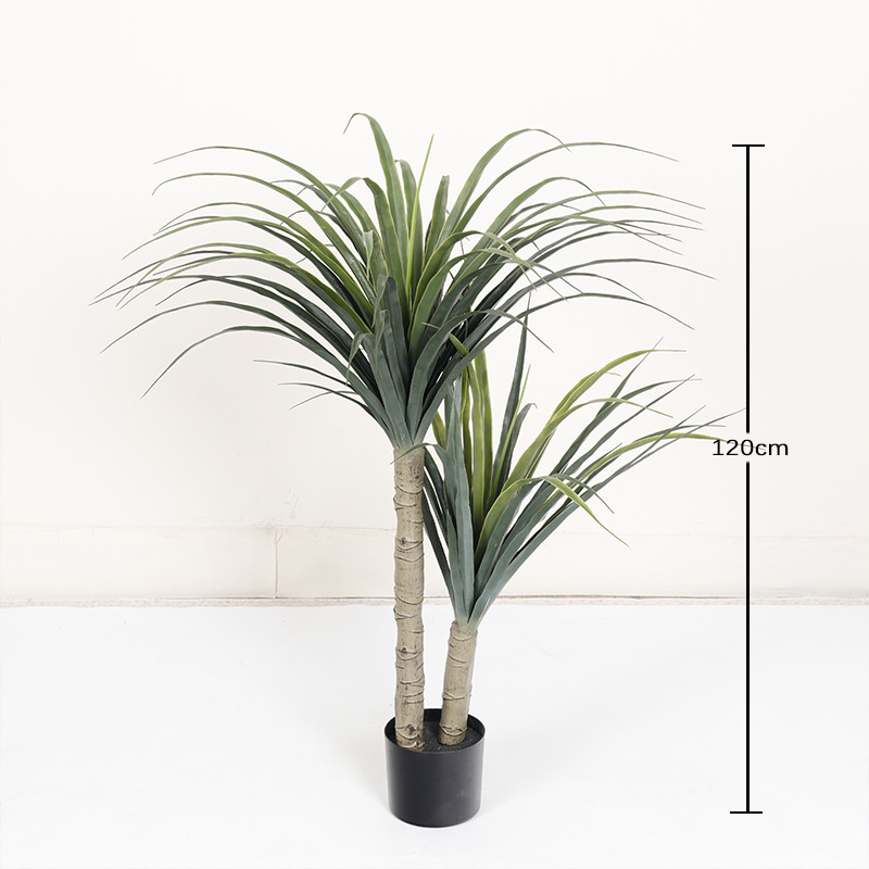 Dragonnier de 120 cm de haut avec 2 troncs et 70 feuilles