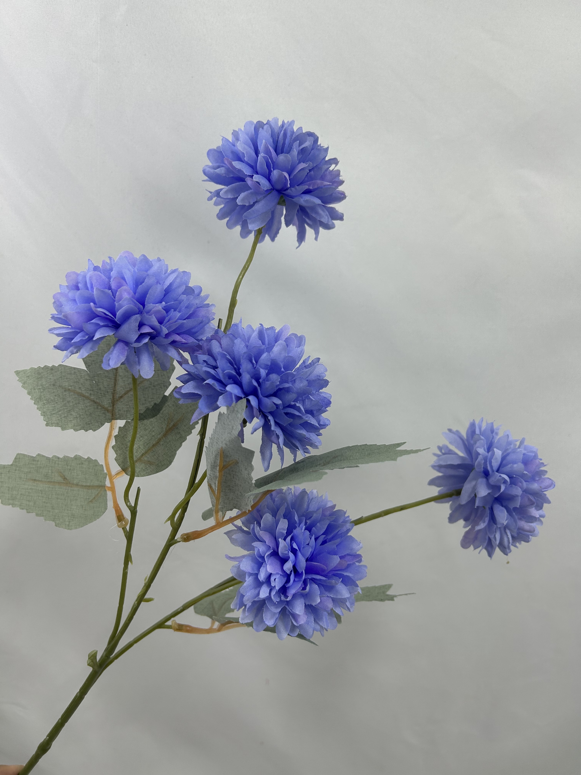 Pourpre