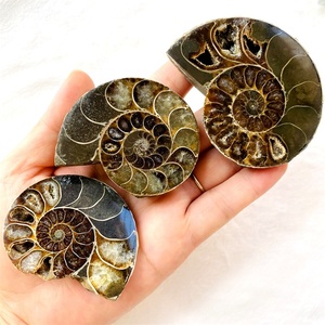 Fósil de conchas de amonita Natural para colección de decoración, gran oferta - Product Image 2