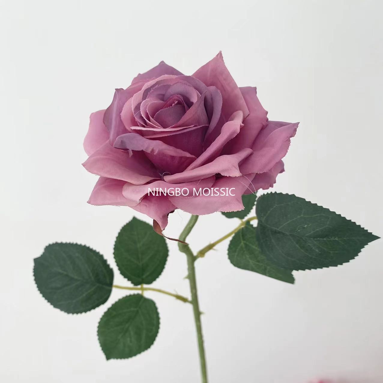 สีม่วง