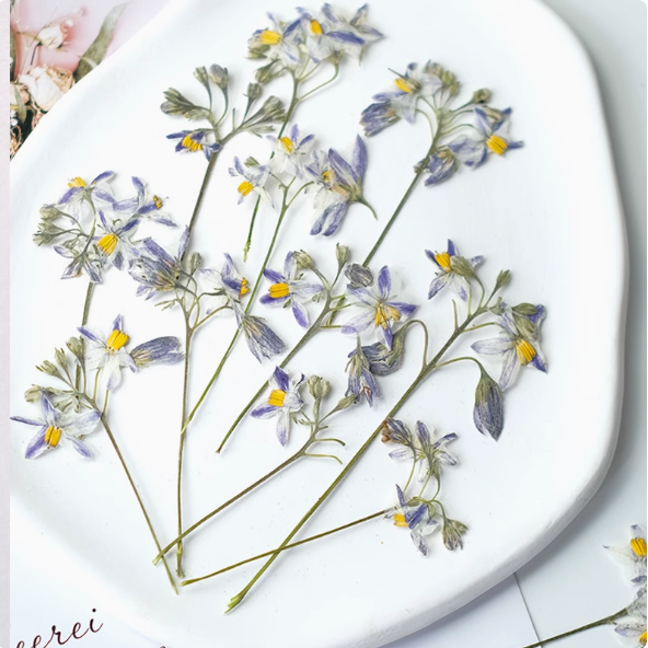 MH651-Branches sans Leaves-50pcs