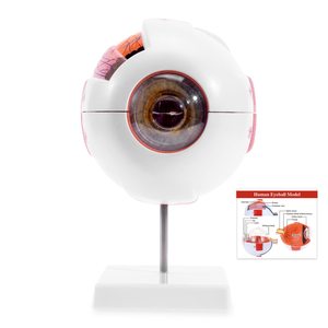 KyrenMed 6X genişlemiş insan gözü modeli göz anatomisi modeli göz küresi tabanı ile tıbbi öğretim için ayrılabilir göz anatomisi modeli - Product Image 3