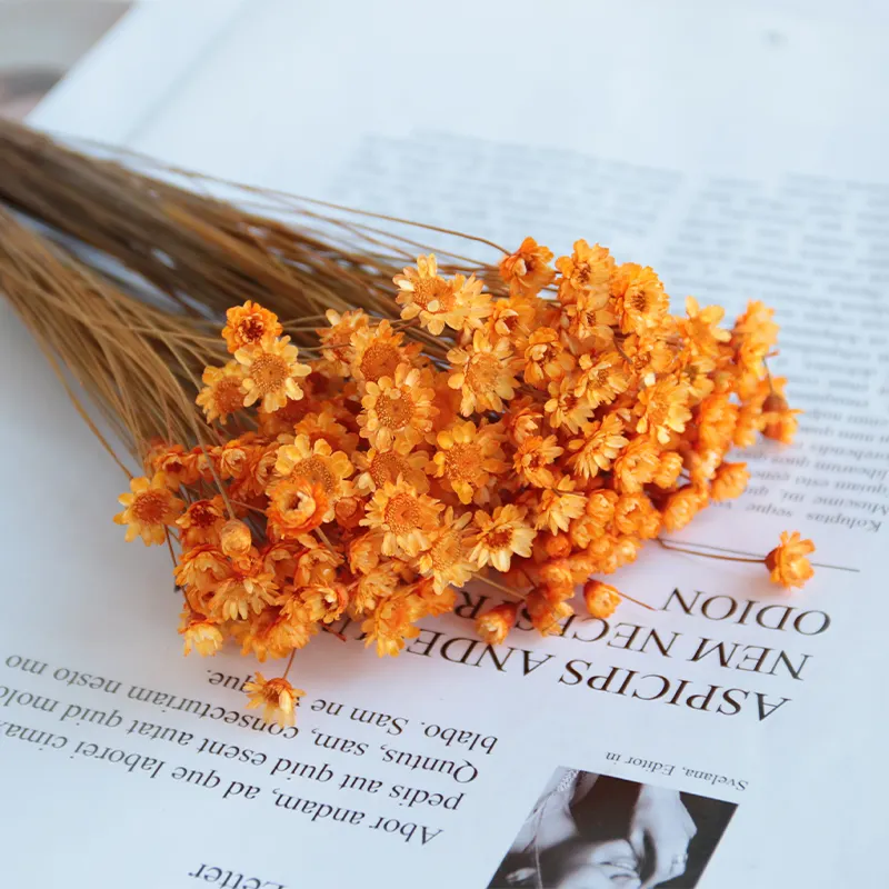 Fleur de petite marguerite, art décoratif de fleurs séchées, huiles d'aromathérapie, fleur d'étoile brésilienne