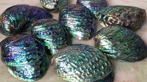 Toptan doğal büyük boyutları Abalone kabuk