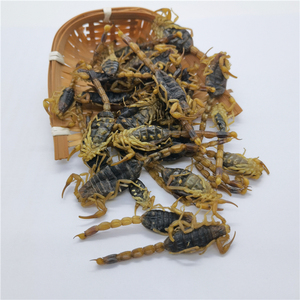 Quan xie toptan doğal siyah kurutulmuş akrep kuru akrepler ot baharat - Product Image 3