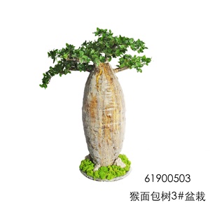 人工植物の木baosaiかわいい鉢植えAdansonia digitata baobabパルプエキス家の屋内装飾のための猿のパンの木 - Product Image 2