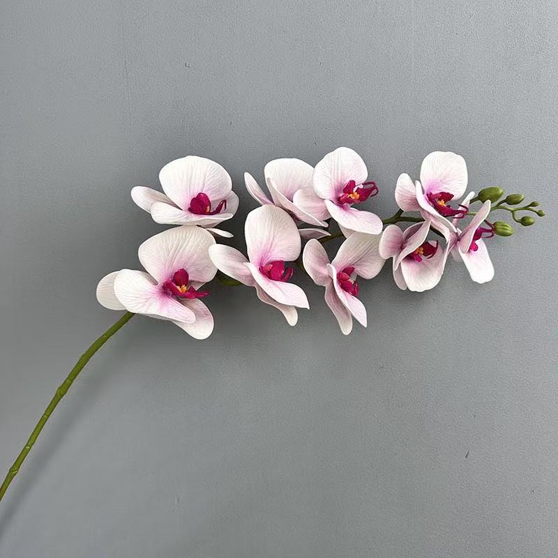Blanc et rose