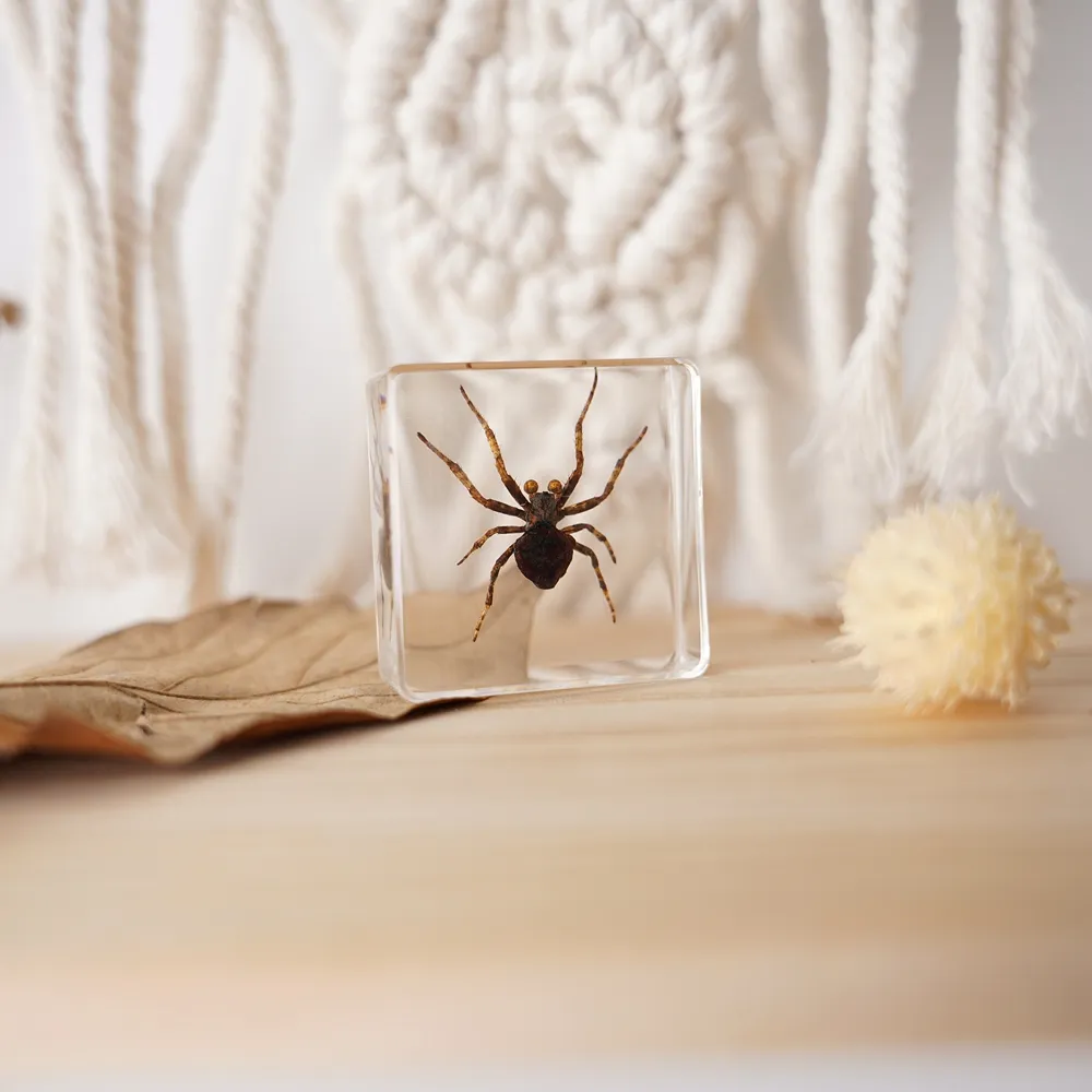 Spider-espécimen de animales anóticos, exhibición de enseñanza de araña de resina transparente, insectos reales