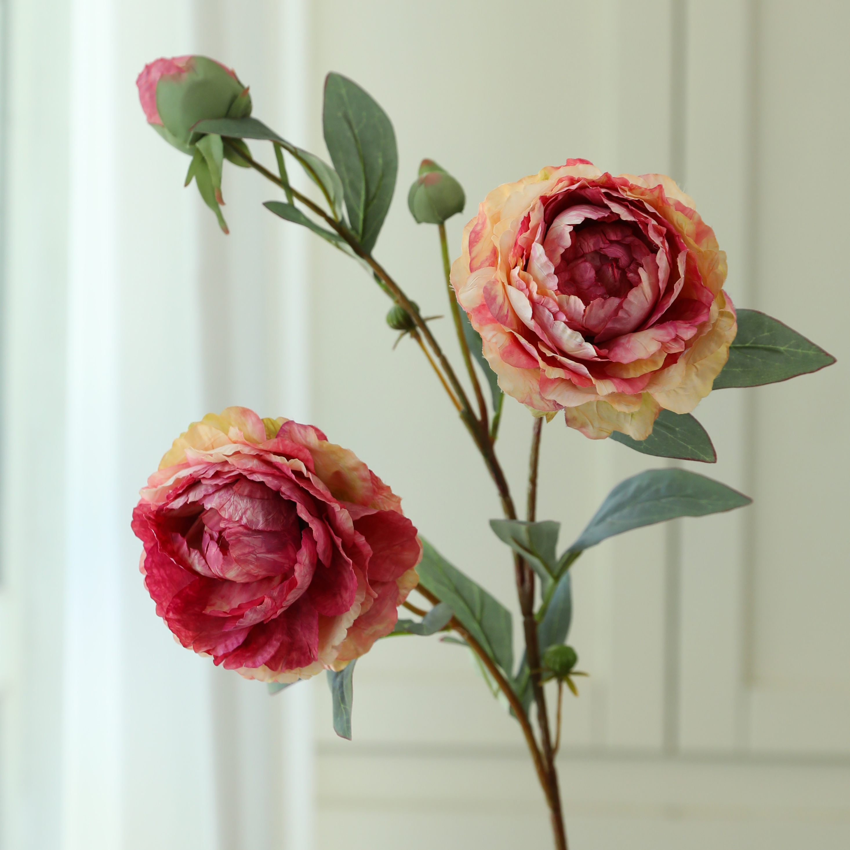 Rosa scuro