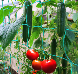 Green Color HDPE Knot Garden <strong>Trellis</strong> Climbing Support <strong>Netting</strong> for Cucumber Vine Fruits Vegetables <strong>Tomato</strong> Climbing Plants - Product Image 5