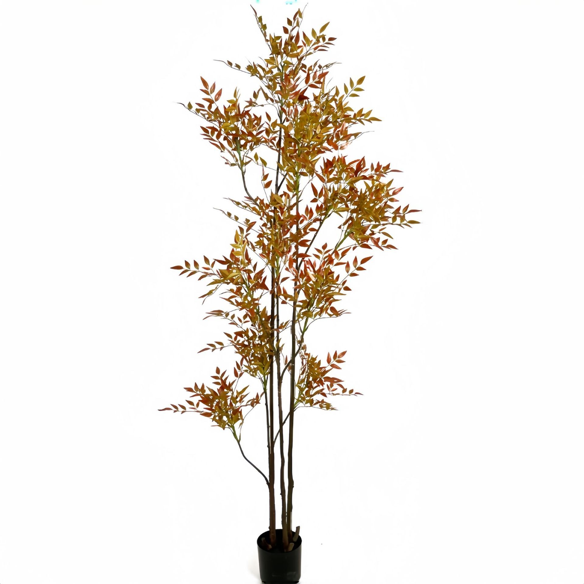 Nuevo nantianzhu rojo-200cm