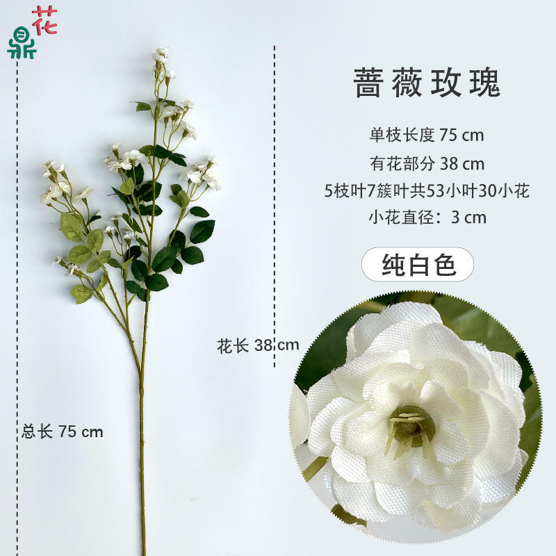 Rose, pure white