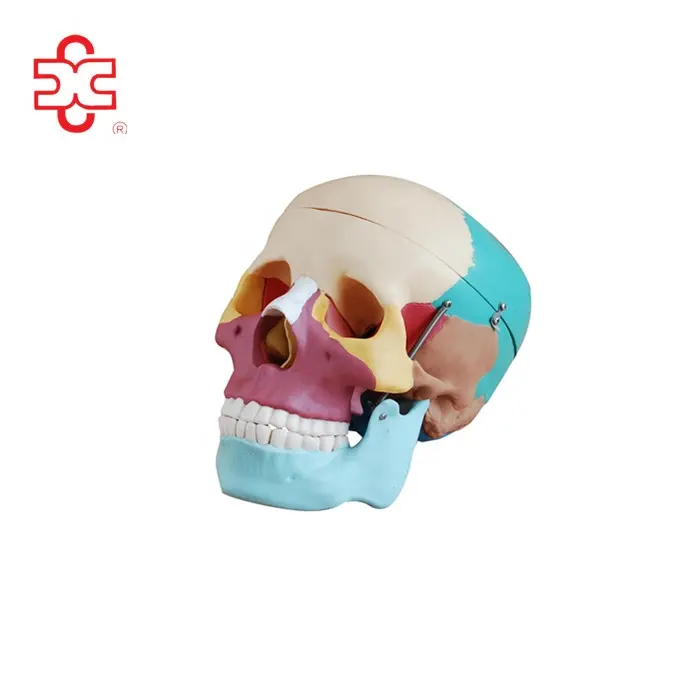 Cráneo humano de tamaño natural para la venta con huesos de colores